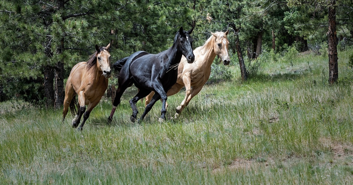 best shampoo for horses