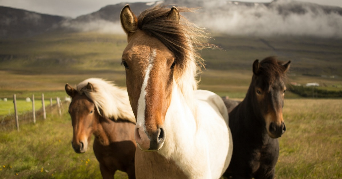 Best shampoo for horses