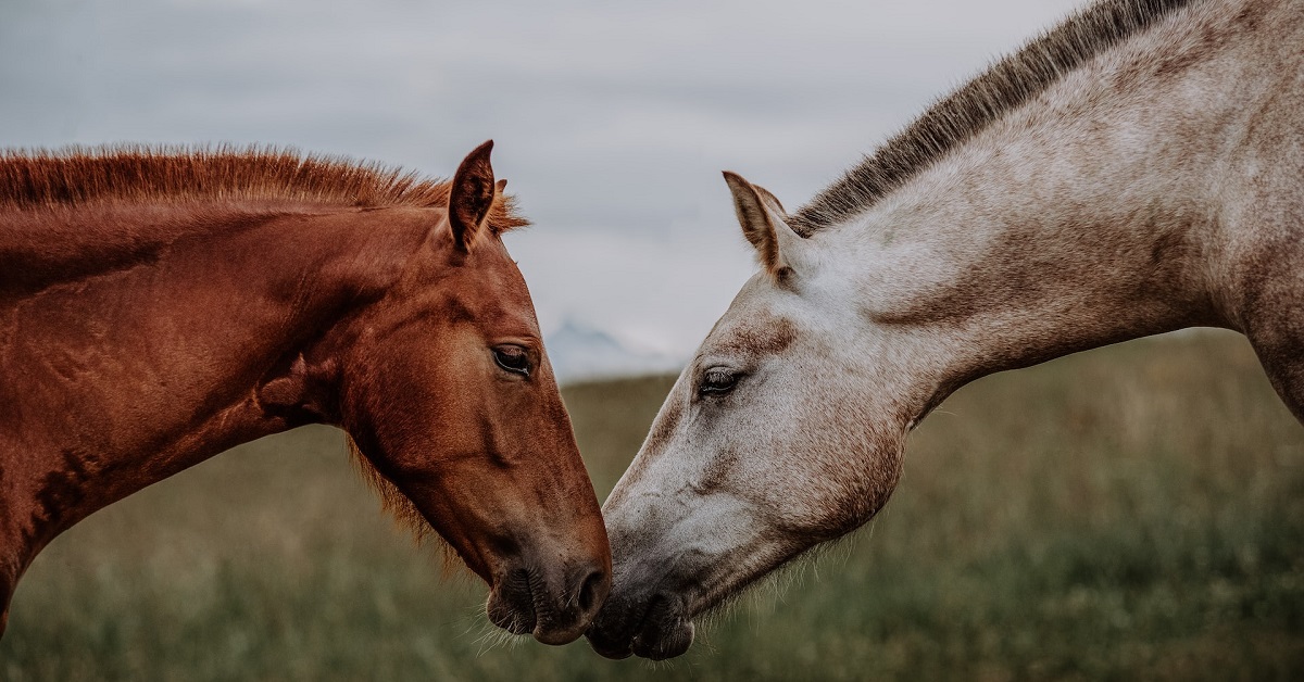 best shampoo for horses