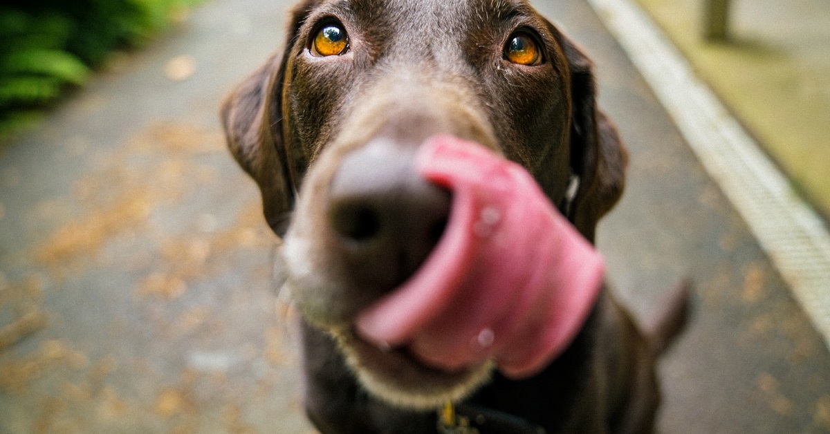 lungworm treatment for dogs