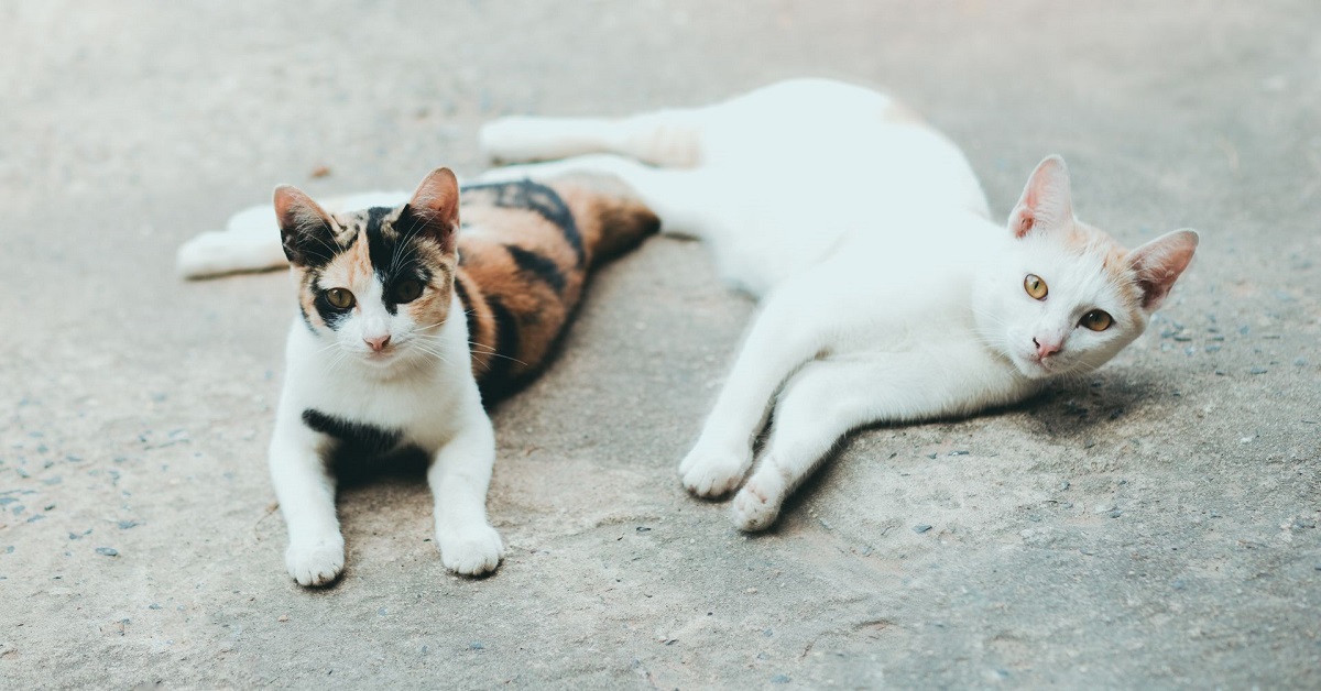 skin conditions in cats