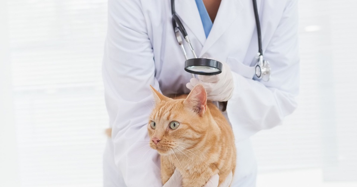 skin conditions in cats