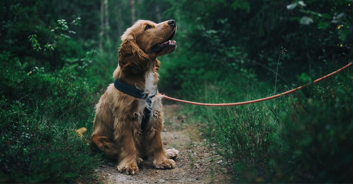 Dog tick control