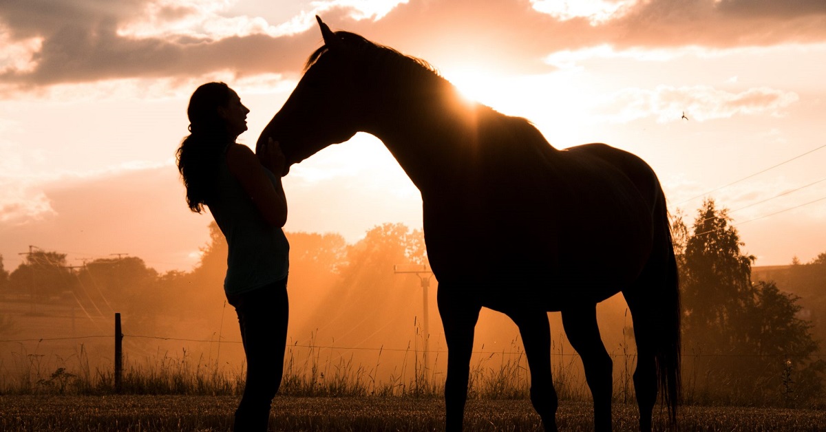 Cortaflex for horses