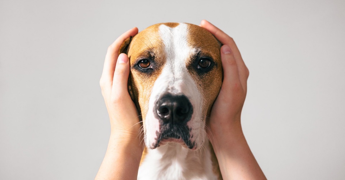 Dog stress signs