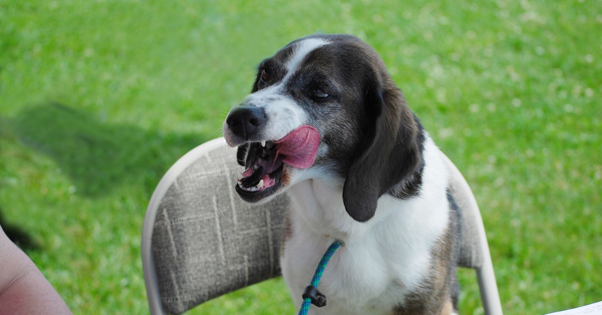 Dog stress signs