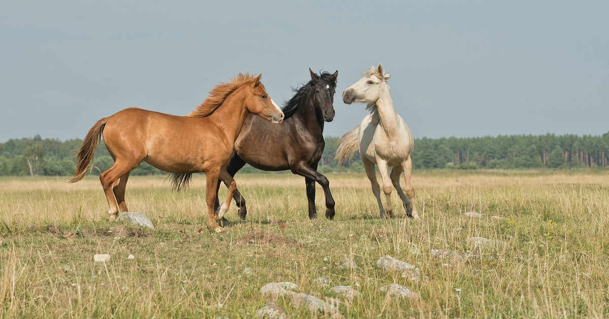 stress in horses