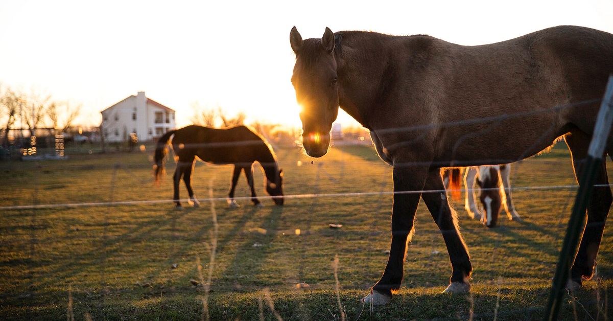 clean horse stable