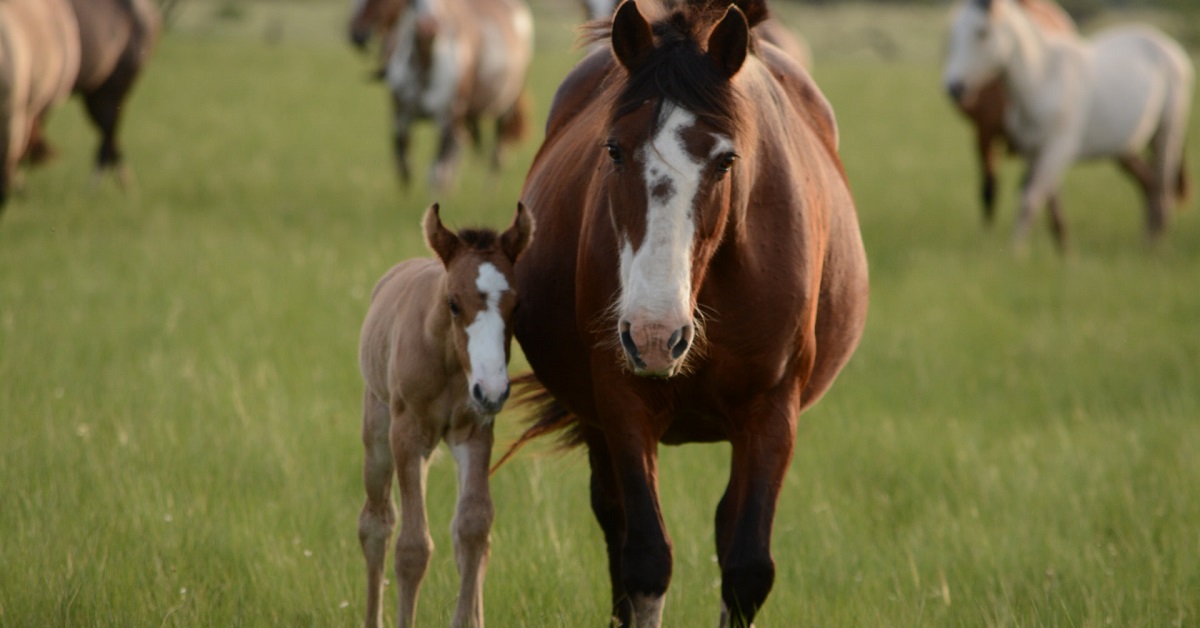 horse wound ointment