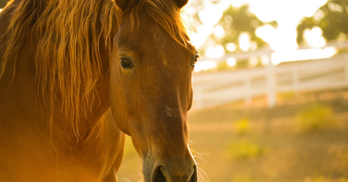 horse wound ointment