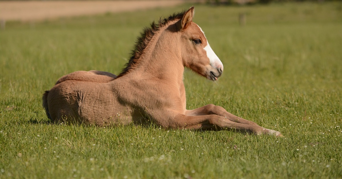 horse wound ointment