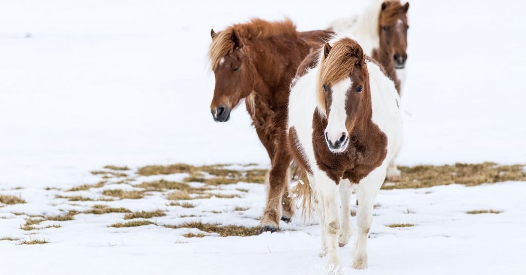 worming horses