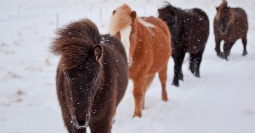 worming horses