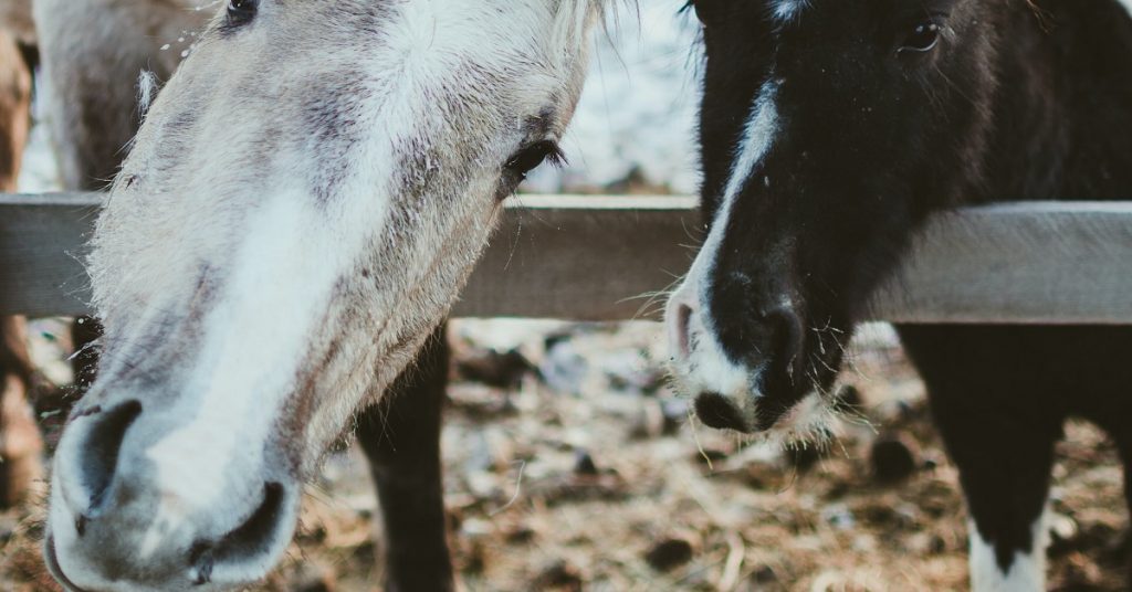 worming horses