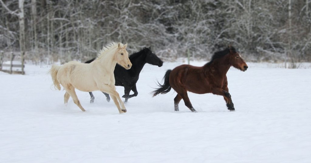 horse vitamins