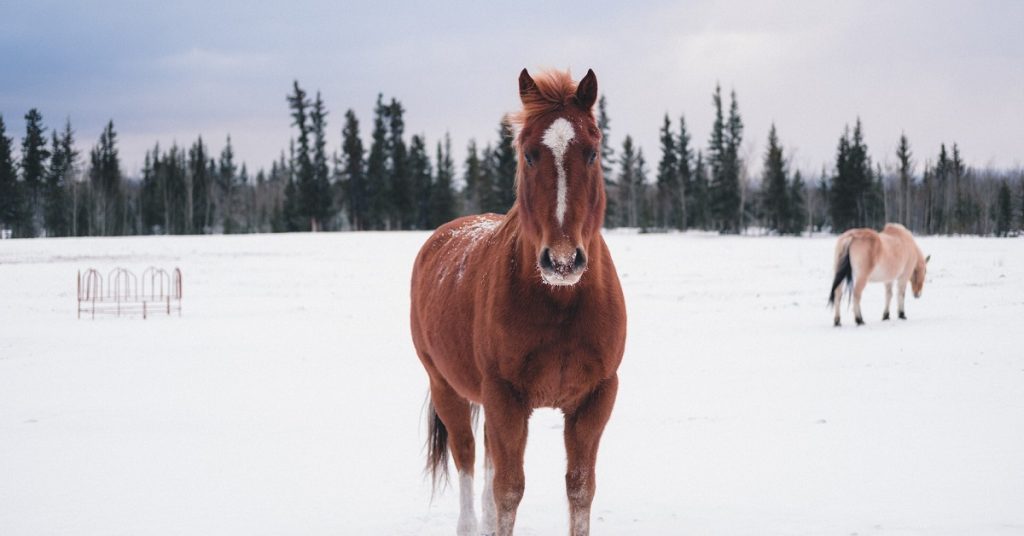 horse vitamins