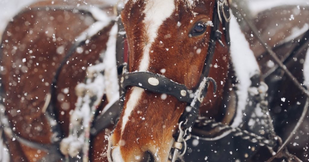 horse vitamins