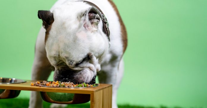 Digestive Dog Food