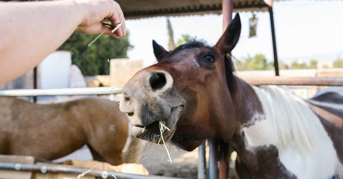 Horse Food