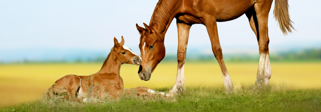 horse dewormer 