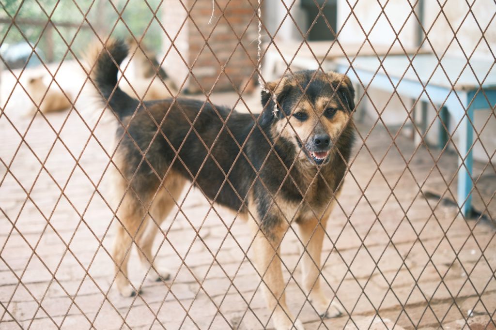 Dog in Kennels